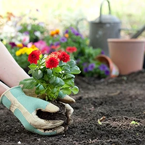 Tree Planting