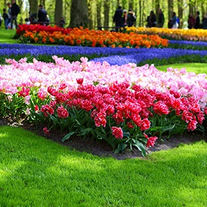 Flower Beds